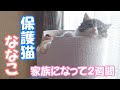 【保護猫】保護した可愛すぎる子猫の寝顔も超絶可愛かった【子猫/捨て猫/迷い猫】