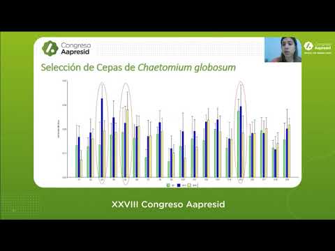 Video: Daño de la mancha neta de la cebada: tratamiento de los síntomas de la cebada con la enfermedad de la mancha neta