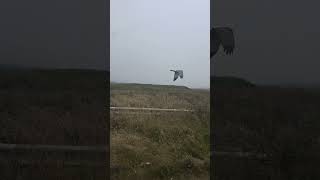 up close with an northern harrier hawk #Californiacoast2026