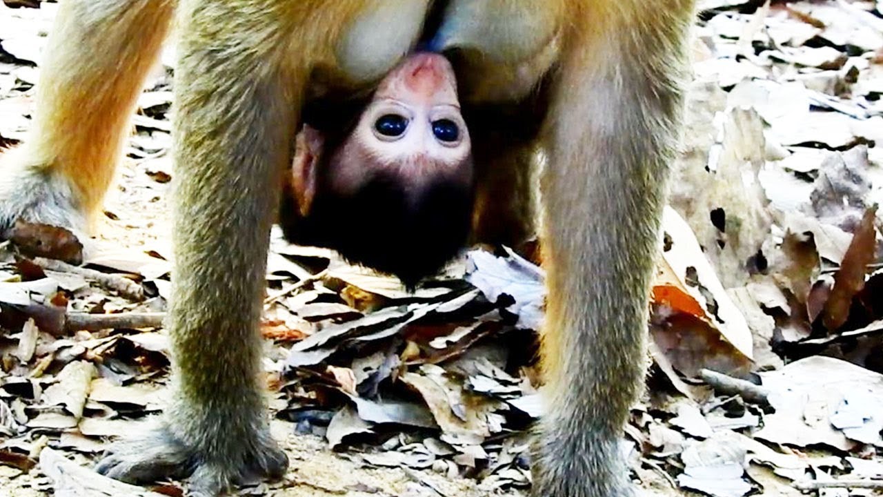 foundation medicine Poor Tiny baby Getting Milk Without Mummy Holding
