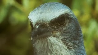 Birds Stealing From Other Birds | Trials Of Life | BBC Earth