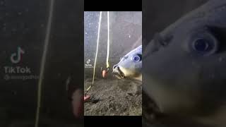 بداية صيد السمك. ساوافيكم بفديوات خاصه لي screenshot 4