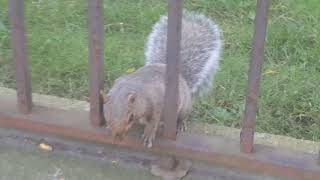 Squirrel Run Back & Forth.