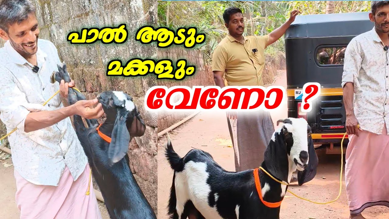 വീട്ടിൽ വളർത്താൻ പറ്റിയ പാൽ ആടും രണ്ട്‌ പിട കുട്ടികളും.💥 #goatvideo #goatprice #milkinggoat