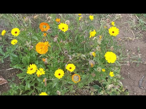 Videó: Calendula Flower: Hogyan neveljünk körömvirágot