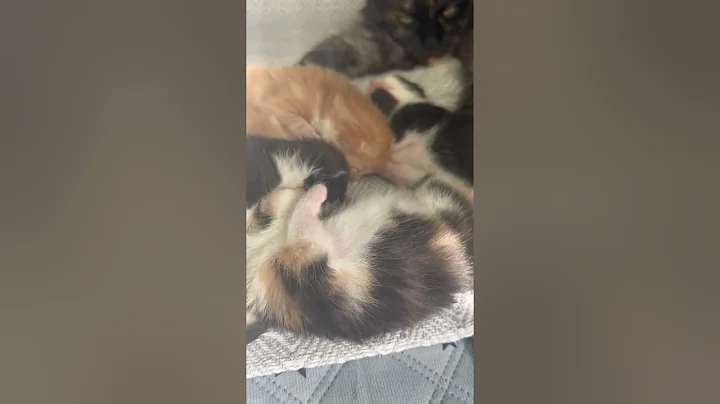 Watch the video about Adorable Maine Coon Kittens dreaming and twitching in their sleep #cutestmainecoon #mainecoonkittens