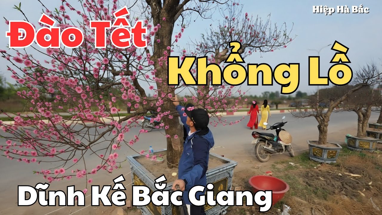 Tốc độ bán Đào Tết ở Bắc Giang thật đáng kinh ngạc, 
