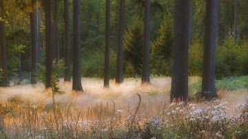🌳 4K - Relaxing Nature Sounds For Stress Relief, Forest Sounds, Bird Song, ASMR