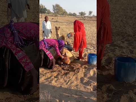 س ه ل ت ان ت س ق ي ان ج م ل ه م ا ل ي ن ال ب ر د ا ف ي ح ر الص ح ر اء