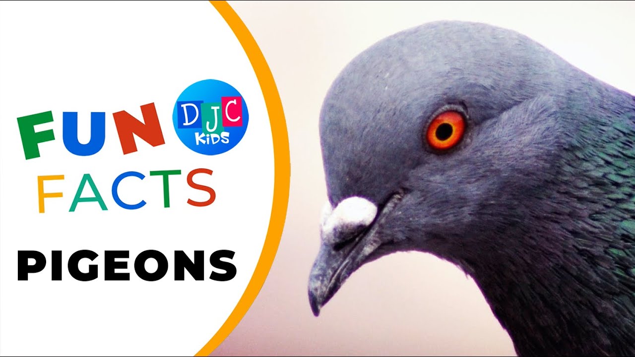 Pigeon Pizzazz: 5 Fabulous Fun Facts for Feathered Friends!