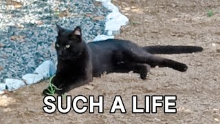 A story from the life of street cats by Unusual stories of a black cat 313 views 7 days ago 1 minute, 48 seconds