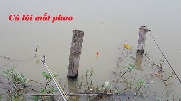 Cận cảnh cá lôi mất phao và cái kết bất ngờ