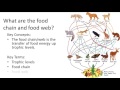 Energy Flow in Ecosystems: Exploring Trophic Levels and Food Chains