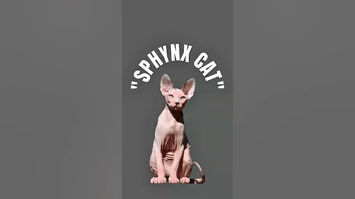 Watch the video about Sphynx Cat