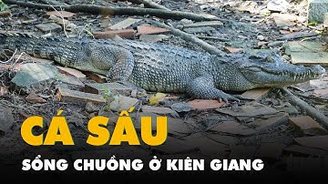 Bốn con cá sấu sổng chuồng ra hồ nước công viên, mới bắt được 2 con ở Kiên Giang