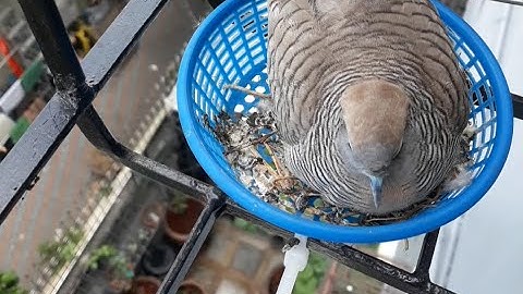 Zebra dove bird Protect the little ones in the nest very well.