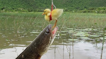 CÂU CÁ LÓC BẰNG VỊT CON RẤT HAY