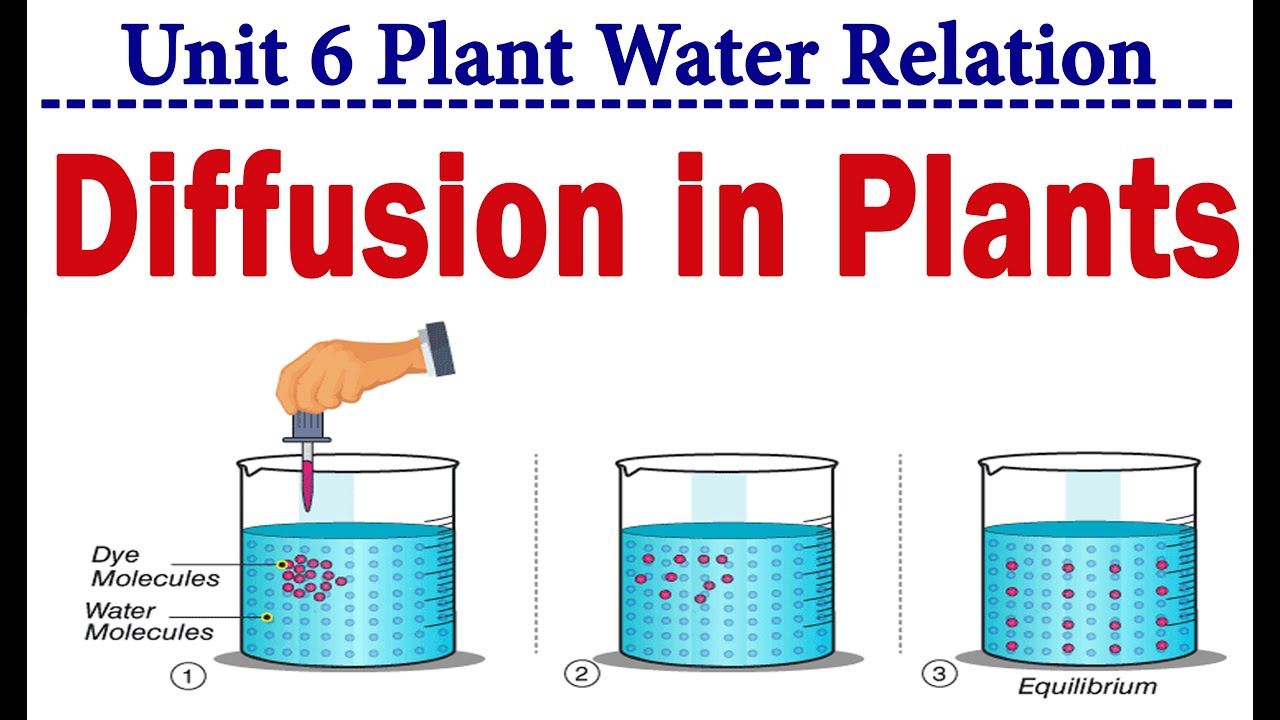 Diffusion in Plants, Types of Diffusion Plant Water Relation. YouTube