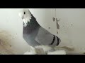 Tauben / Pigeons / Mои голуби/ Рассказываю про масть сизолысых голубей./ 17.03.19