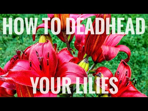 How to deadhead your lilies