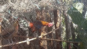 qaib dib poj  f3  02054447366