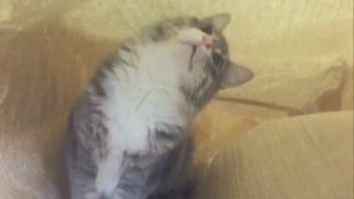 大袋ではしゃぐ猫 ノルウェージャンフォレストキャット Frolic cat in the large bag. Norwegian Forest Cat.