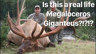 This large elk has antlers larger than a moose and even Megaloceros Giganteus…