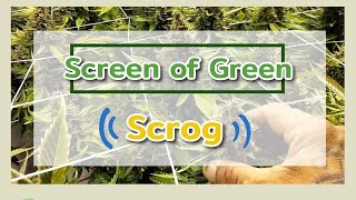 SCROG NET การขึงตาข่าย สำหรับปลูกกัญชา ช่วยเพิ่มผลผลิต มันดียังไง ขั้นตอนการขึงตาข่าย  #vgrow