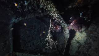 Крылатка/Крылатка-зебра/Рыба-зебра/Pterois volitans/Филиппины Крылатка/Крылатка-зебра/Рыба-зебра/Pterois volitans/Филиппины