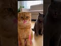 Funny cat 😺 #catshorts #viral #children #animals #animalparade #cat