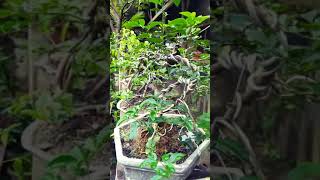 Keren Abis Ooom Bonsai Serut