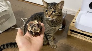 I gave a ball of matatabi to a vicious cat, and he got very excited and went on a rampage...