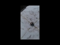 Испытание паука хапуги зимой (Серия 1)