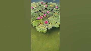 Thumbnail of spring breeze.#healing #music#song #shorts #slow