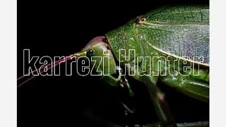 The Katydid's Sound Is Very Loud | Hunting Insects