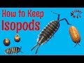 How to Keep Isopods: Real Isopod Hours