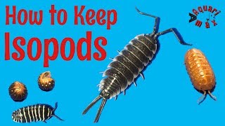 How to Keep Isopods: Real Isopod Hours