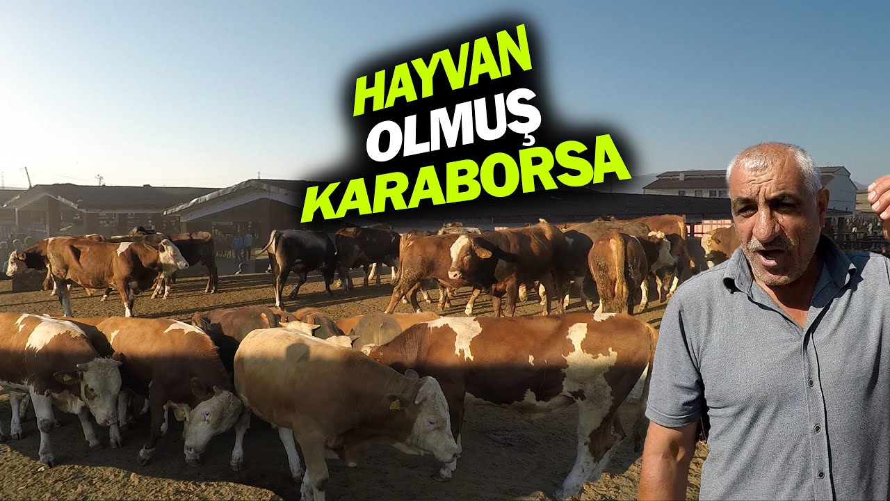 Ağrı Hayvan Pazarı | Tüketici Üretici İsyanda