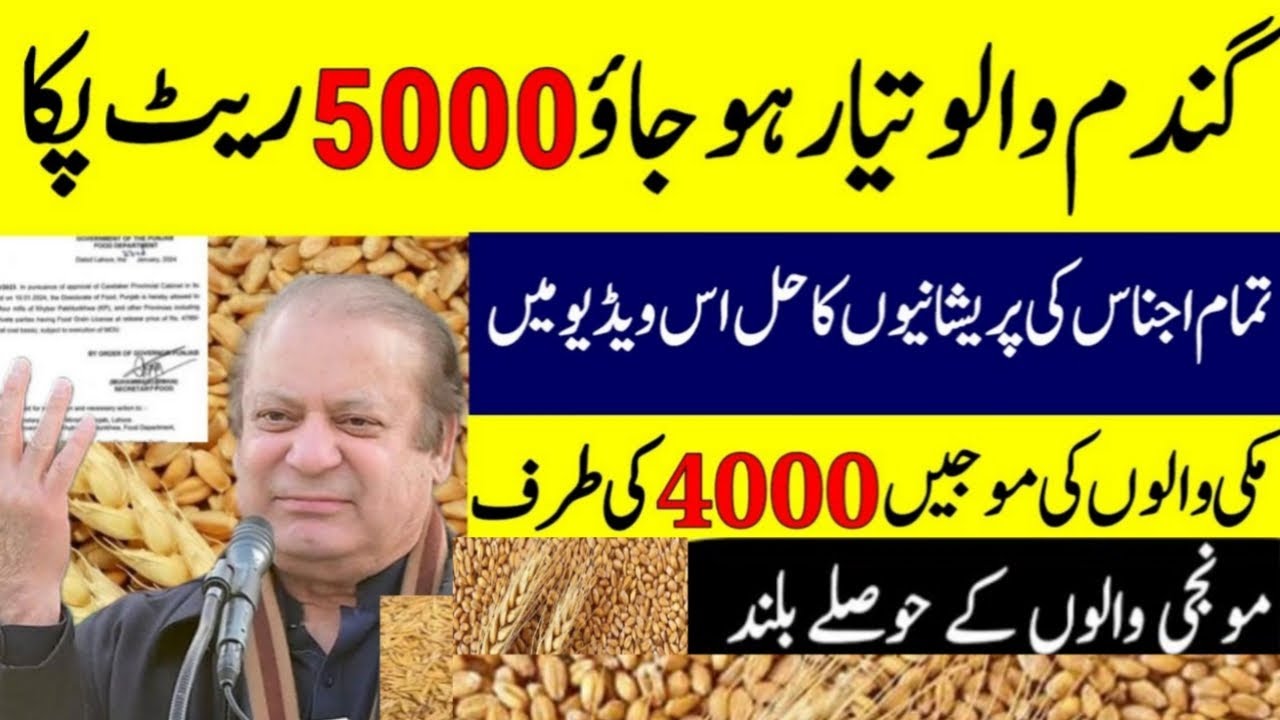wheat price in punjab | گندم کا ریٹ | Gandam rate today | Mandi Rates ...