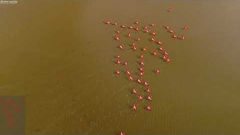 Multiple object segmentation and quality comparison (flamingo)