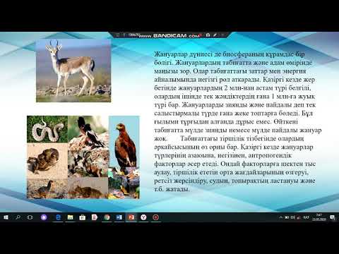 Бейне: Маланга өсімдіктері туралы ақпарат - Маланга тамырларын өсіру туралы біліңіз