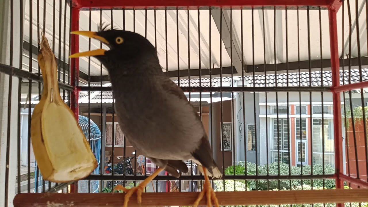 Jalak kebo anda pasti langsung emosi jika dengar suara jalak kebo ini