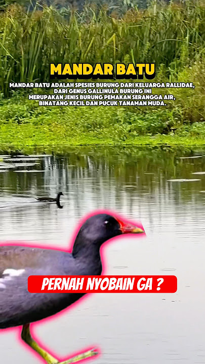 Bird or duck? This is the mandar batu bird #shortsvideo #home #shorts #animals #birds #birds