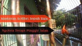 Burung K0L1BRI sepahR4J4 G4COR N90br4 ❗ terapi MENT4L Lalu L4L4ng Kendaraan Pinggir JALAN☕