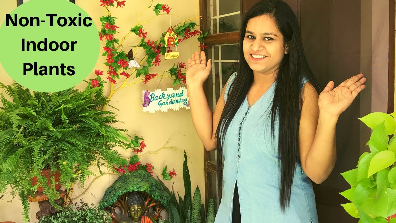 Pet friendly Indoor PlantsNonToxic plants for cats/DogsNon