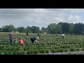 Strawberry season kickoff