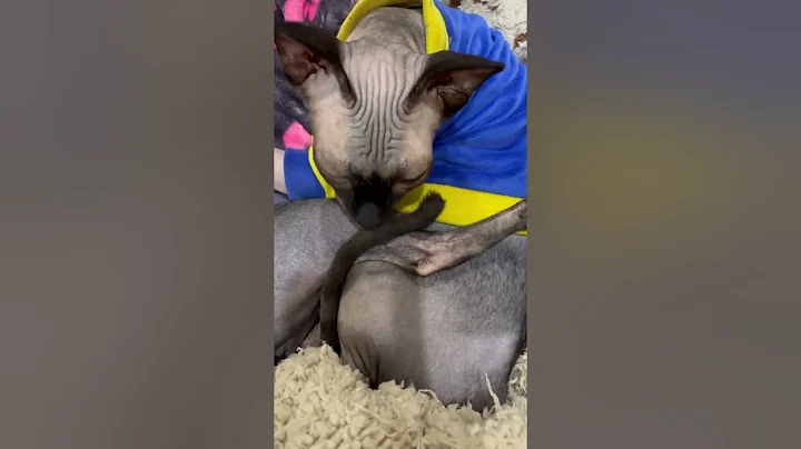 Watch the video about Adorable Sphynx Cats Compilation – Cuteness Overload! 😻 SphynxCat #CuteCats #HairlessCat #CatLovers