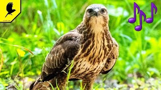 Голоса птиц. Канюк обыкновенный. Buteo buteo