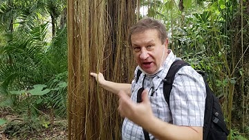 Strangler fig. The beginning