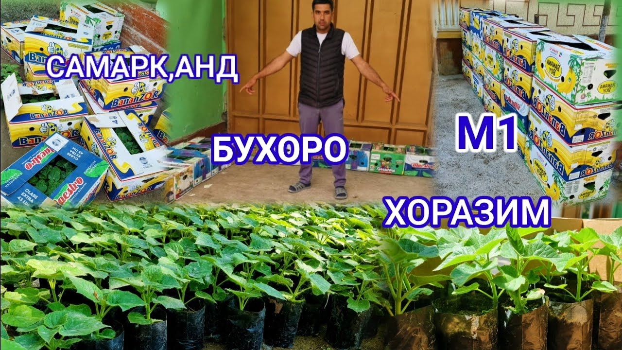 #павловния_олами 3 ТА Вилоятга Павловния Нихолларимизни жунаттиг. 🌴🌴🌱🌱 ...